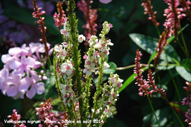 Verbascum nigrum 'Album'