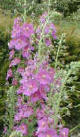 Verbascum phoeniceum