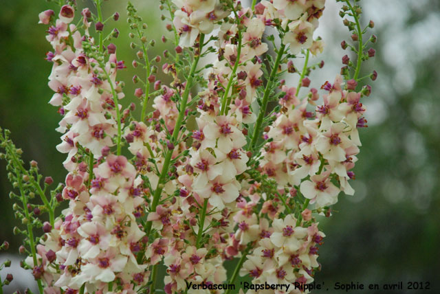 Verbascum 'Rapsberry Ripple'