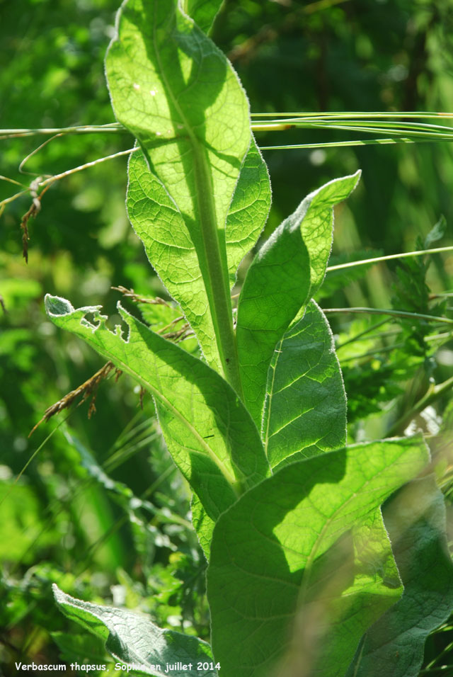 Verbascum thapsus