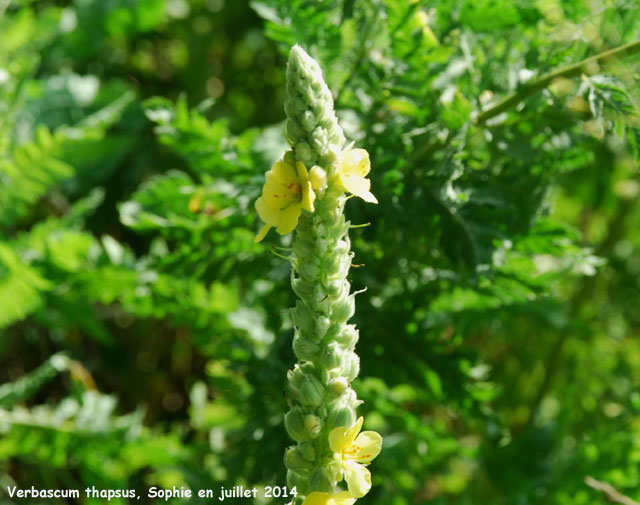 Verbascum thapsus