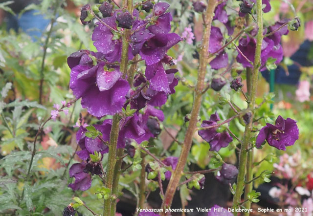 verbascum phoeniceum 'Violet Hill'