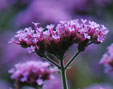 Verbena bonariensis  