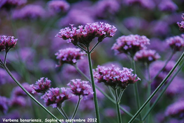 Verbena bonariensis