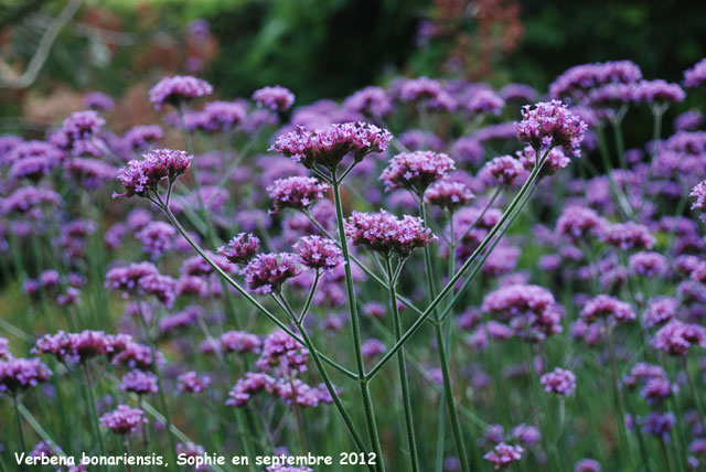 Verbena bonariensis