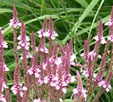 Verbena hastata 'Roseam'