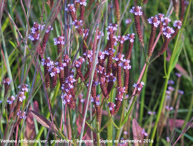 Verbena officinalis var. grandiflora 'Bampton'