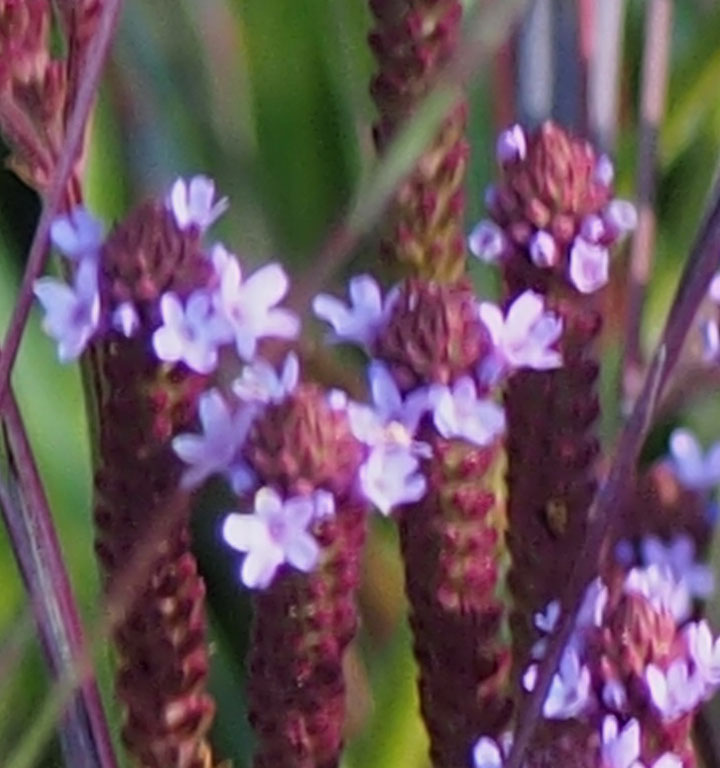 Verbena officinalis var. grandiflora 'Bampton'