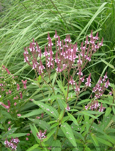 Verbena hastata 'Rosea'