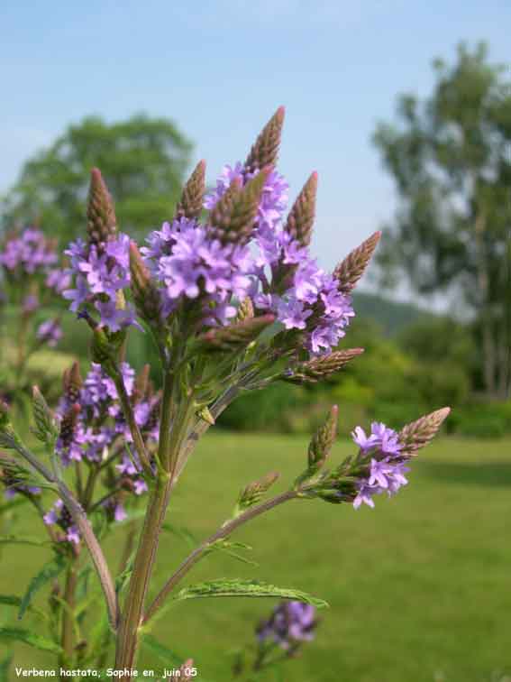 Verbena hastata