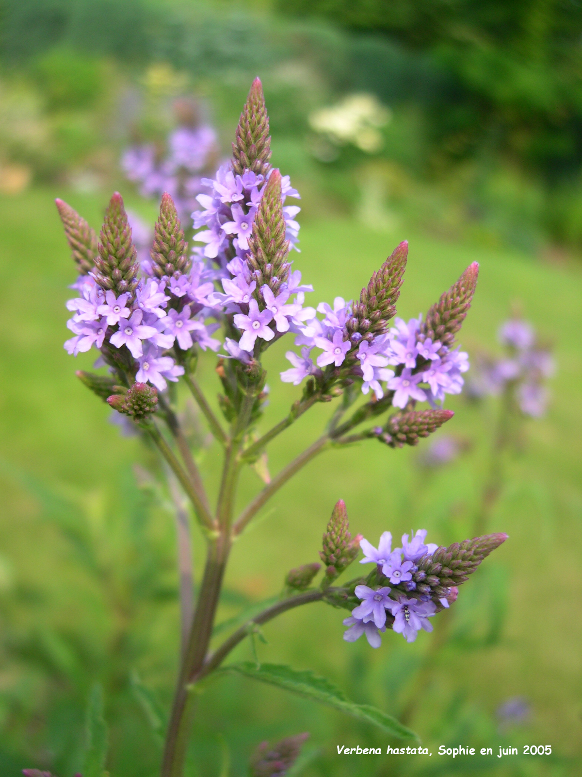 Verbena hastata