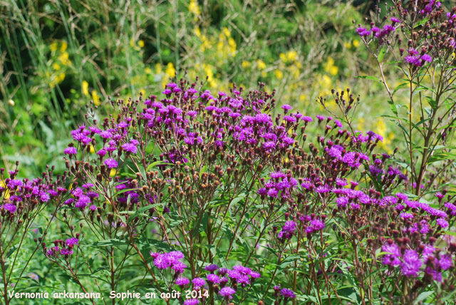 Vernonia arkansana