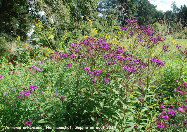 Vernonia arkansana