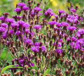 Vernonia arkansana