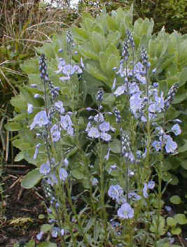 Veronica gentianoides