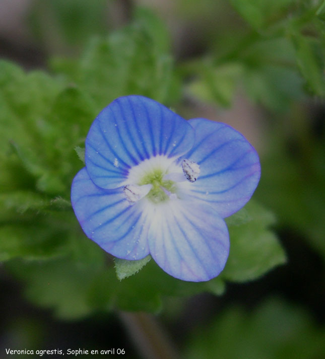 Veronica agrestis