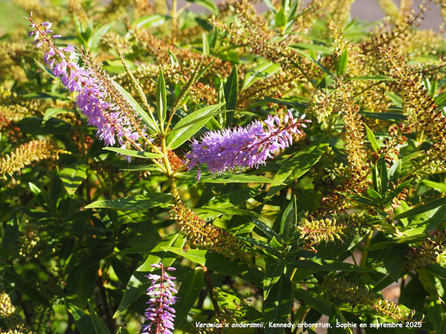 Veronica x andersonii