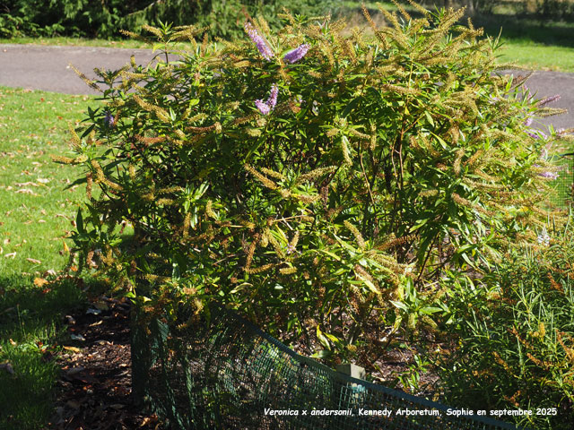 Veronica x andersonii
