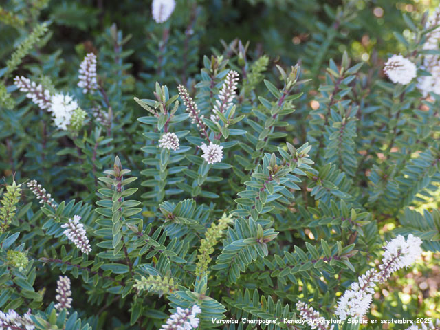 Veronica 'Champagne'