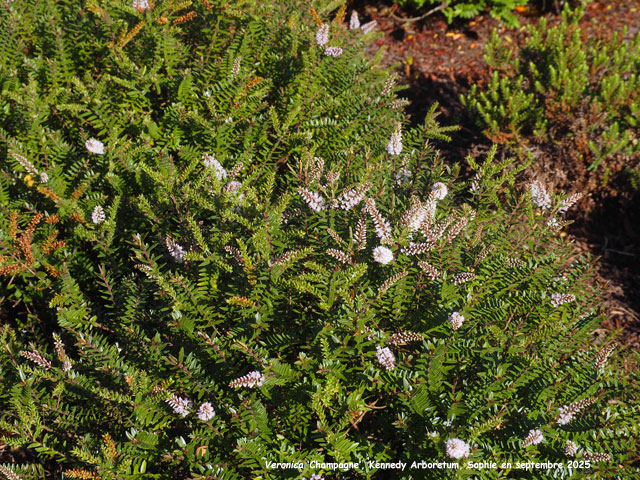 Veronica 'Champagne'