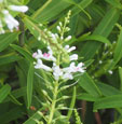 Veronica 'Kirkii'