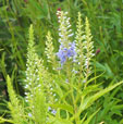 Veronica kiusiana