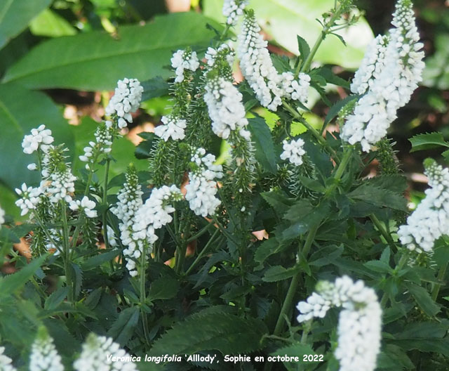 Veronica longifolia 'Alllody'