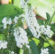 Veronica longifolia 'Alllody'