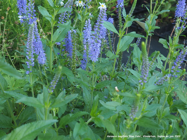 Veronica longifolia 'Blue John'