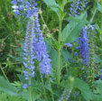 Veronica longifolia 'Blue John'