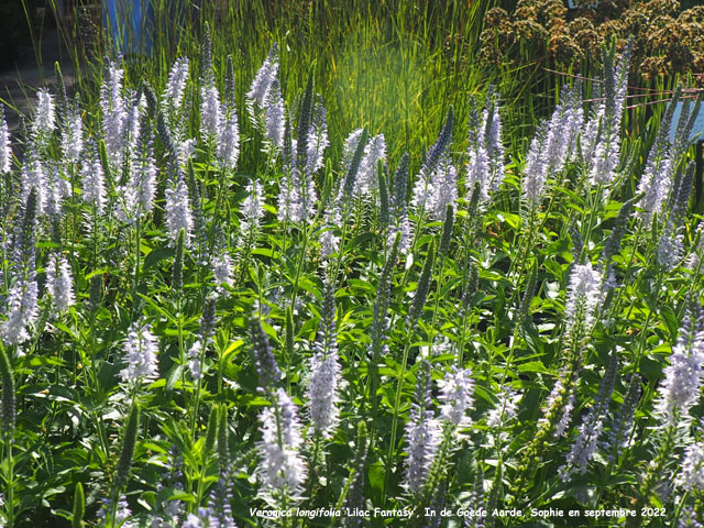 Veronica longifolia 'Lilac Fantasy'