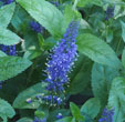 Veronica longifolia 'Marietta'
