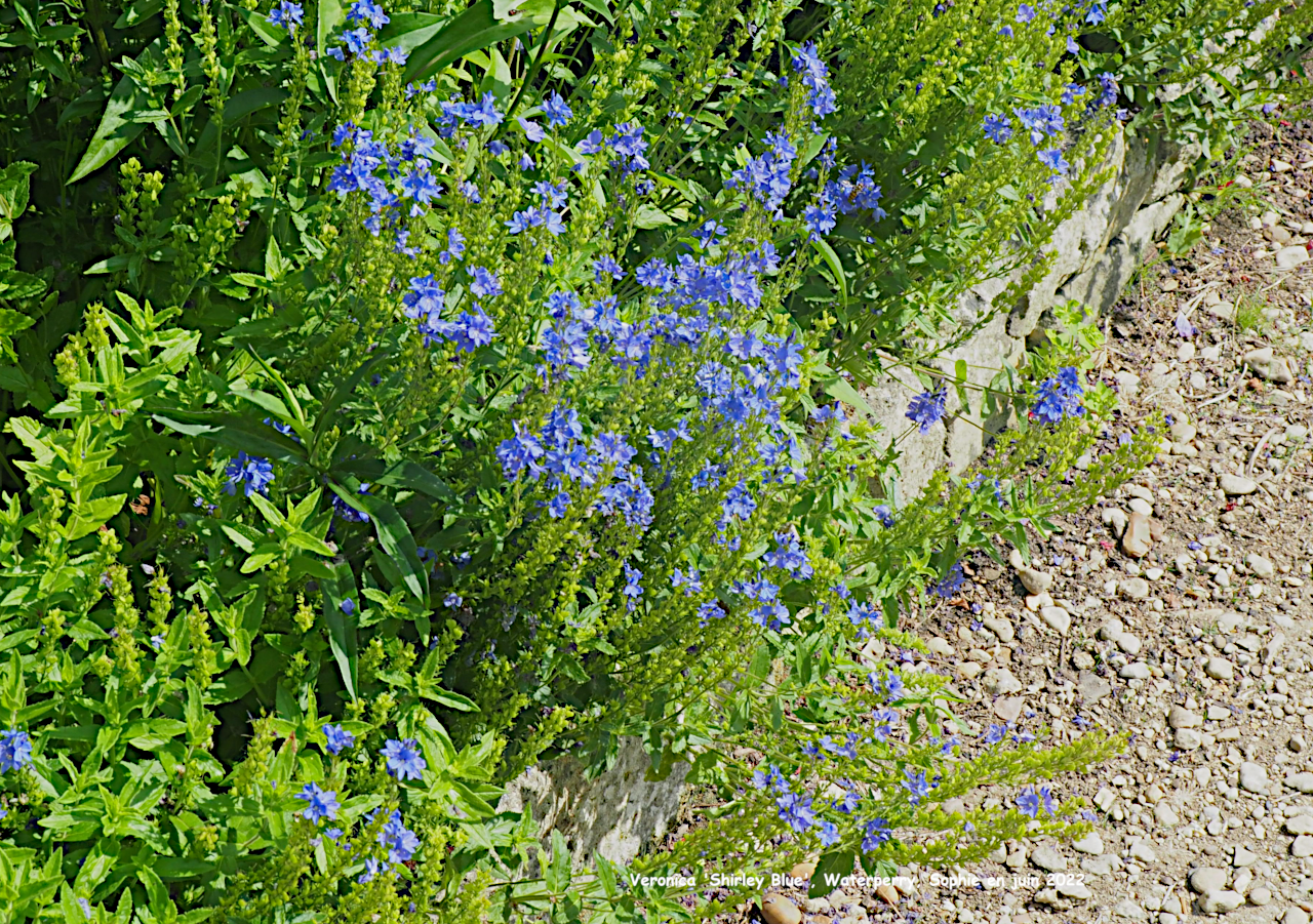 Veronica 'Shirley Blue'