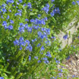 Veronica 'Shirley Blue'