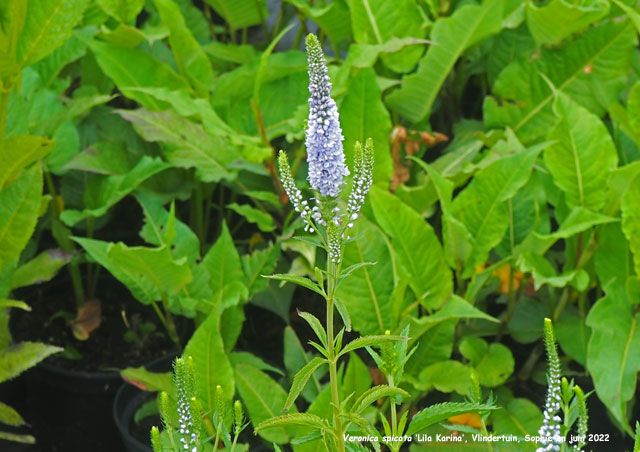Veronica spicata 'Lila Karina'