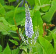 Veronica spicata 'Anne'
