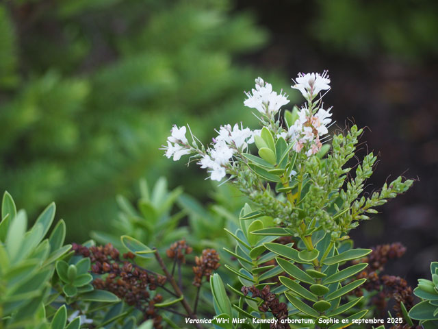 Veronica 'Wiri Mist'