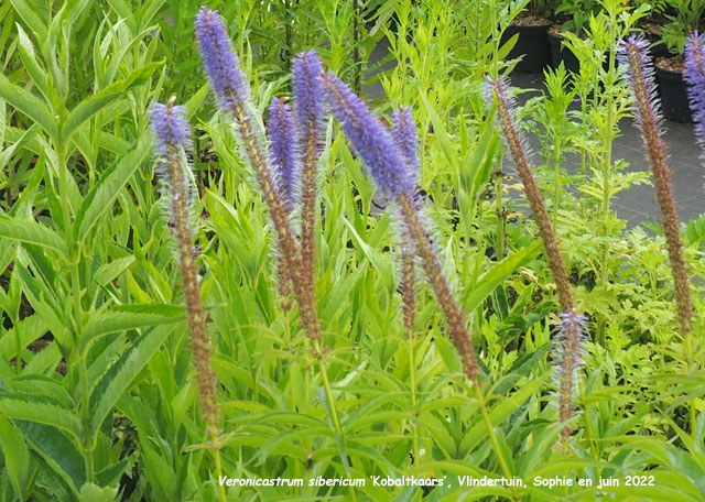 Veronicastrum sibiricum 'Kobaltkaars'