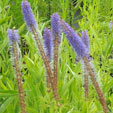 Veronicastrum sibiricum 'Kobaltkaars'