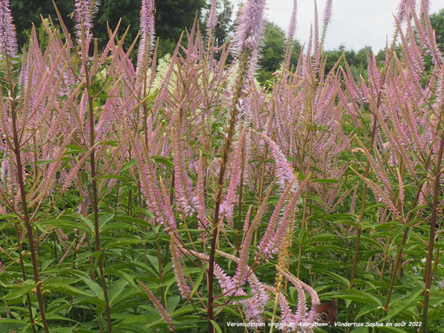 Veronicastrum virginicum 'Adoration'