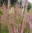 Veronicastrum virginicum 'Adoration'