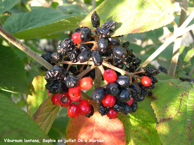 Viburnum lantana