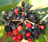 Viburnum lantana