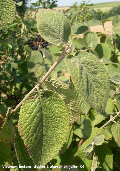Viburnum lantana