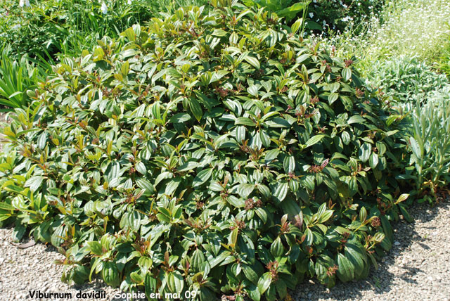 Viburnum davidii