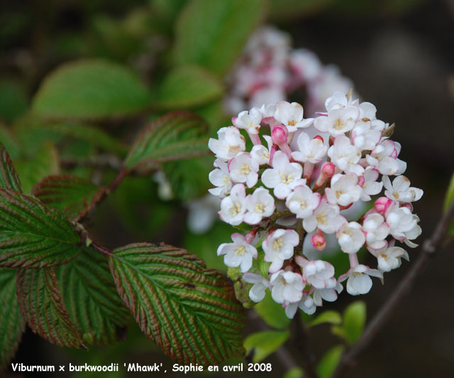 Viburnum 'Mohawk'