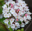 Viburnum x burkwoodii 'Mohawk'