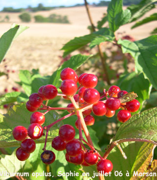 Viburnum opulus