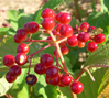 Viburnum opulus