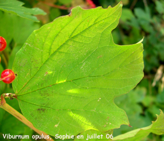 Viburnum opulus